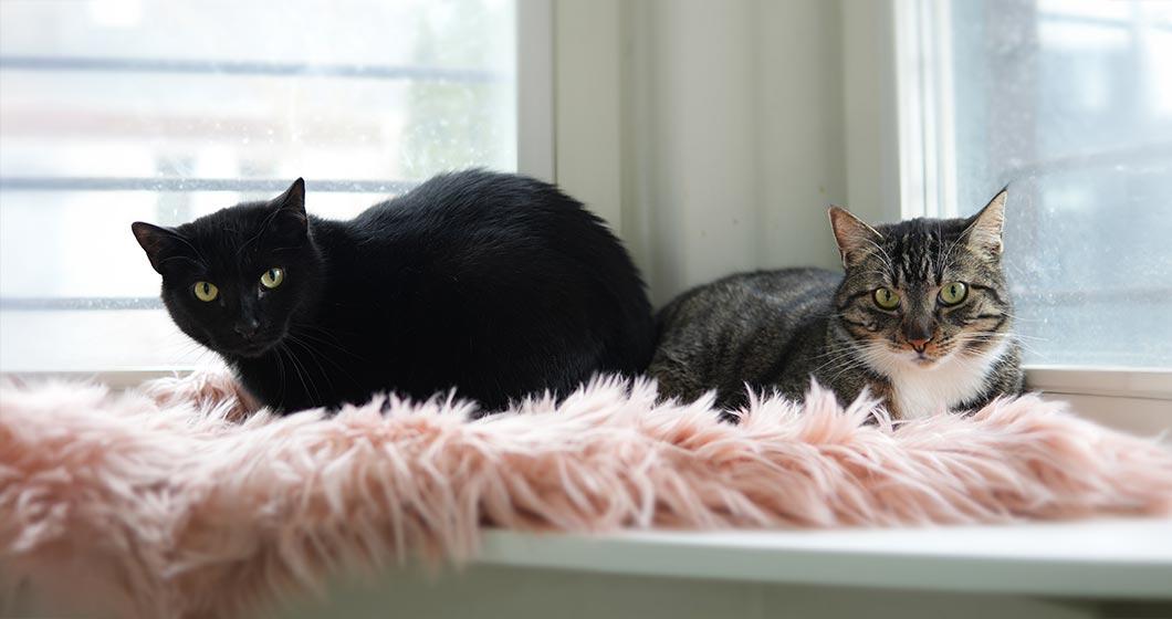 Cat hero image