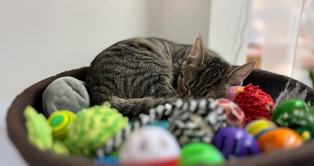 Cat hero image