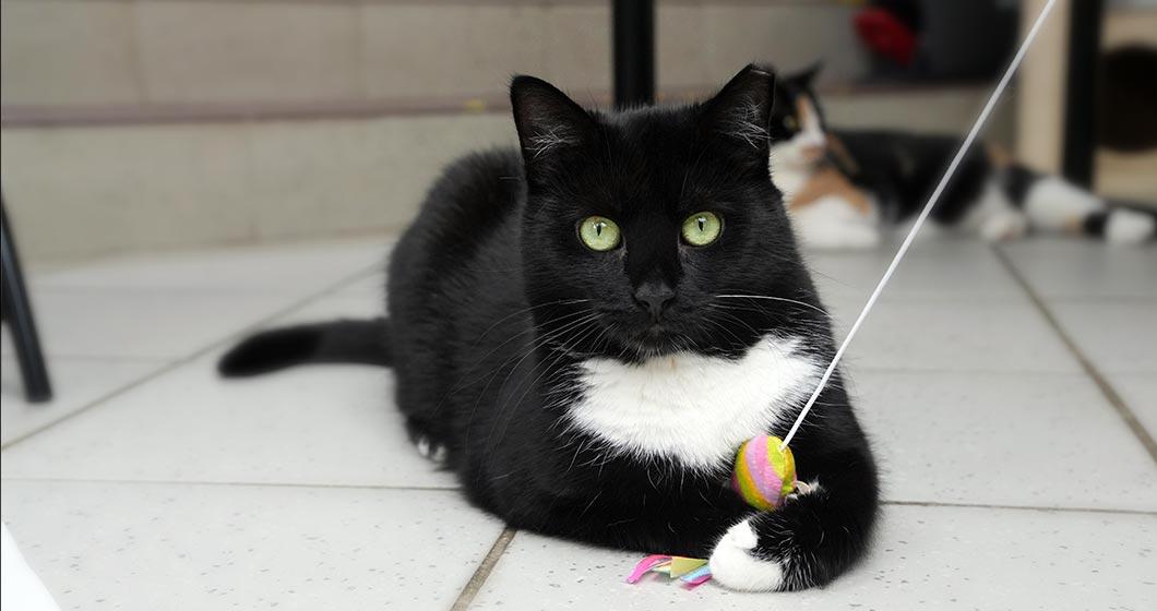 Cat hero image